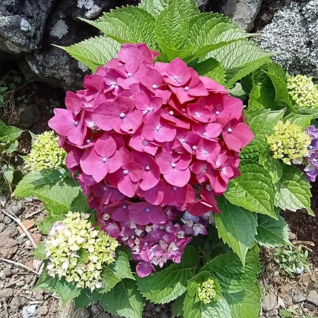 Apartament O Anexo Angra do Heroísmo