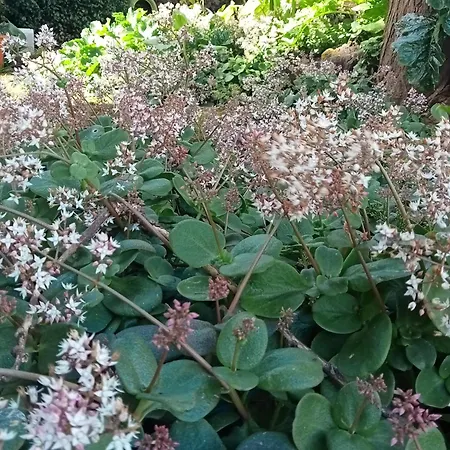 O Anexo * Angra do Heroísmo