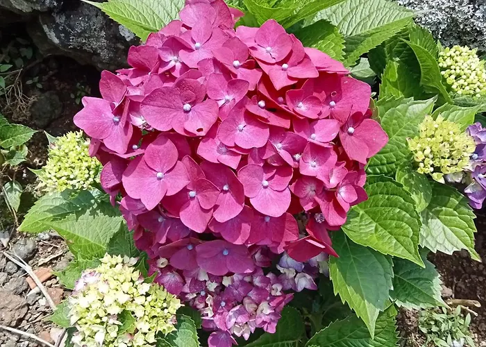 Apartament O Anexo Angra do Heroísmo