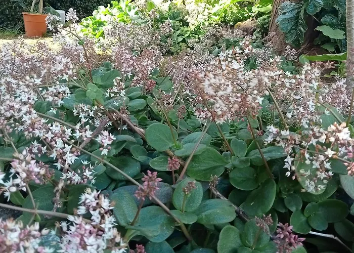 O Anexo * Angra do Heroísmo