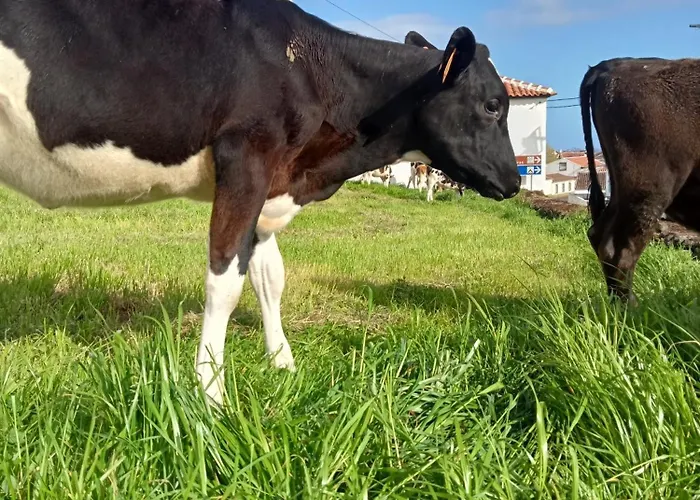 Apartament O Anexo Angra do Heroísmo