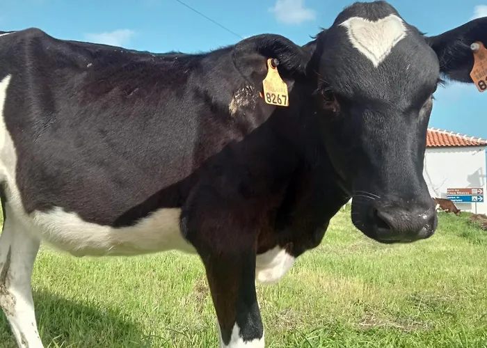 O Anexo * Angra do Heroísmo