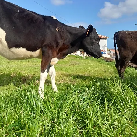 Apartmán O Anexo Angra do Heroísmo