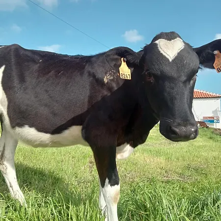 O Anexo * Angra do Heroísmo