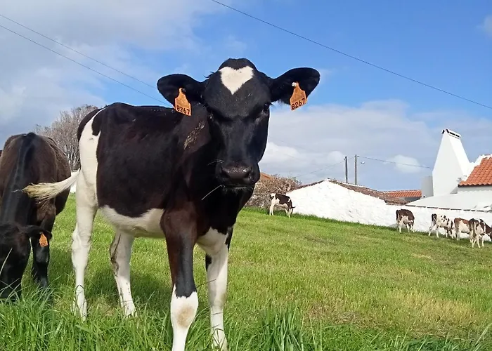 O Anexo Διαμέρισμα Angra do Heroísmo